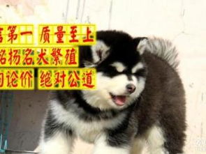 宠物狗阿拉达斯怎么养的