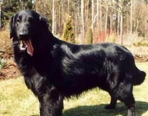平毛寻回犬多少钱一只