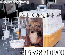 山东怎么空运宠物猫