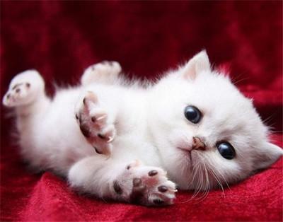 幼猫一个月吃多少猫粮