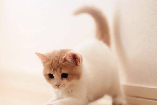 家养的宠物猫怎么驱虫