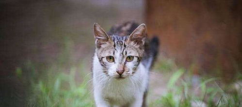 宠物猫不回来怎么找
