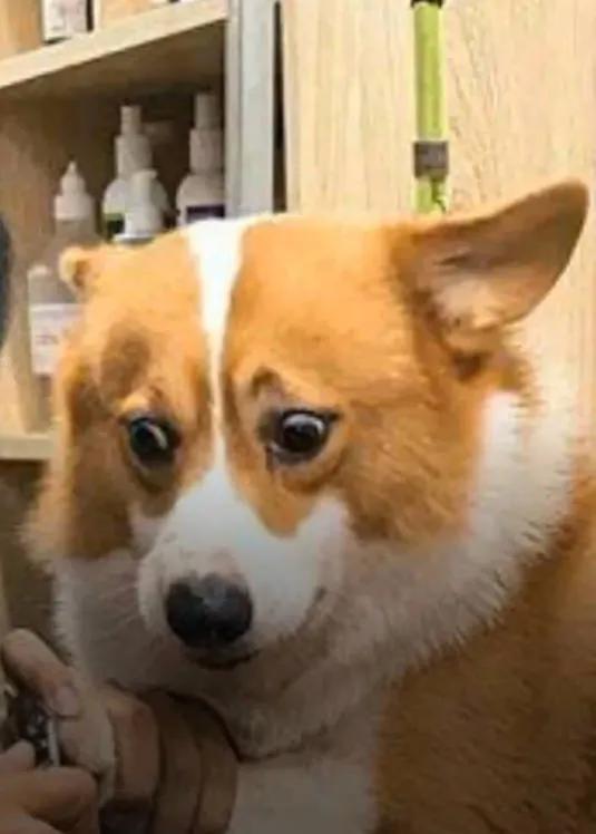 怎么做可变形的宠物狗呢