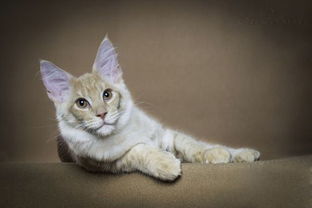 养宠物猫怎么锻炼拉屎