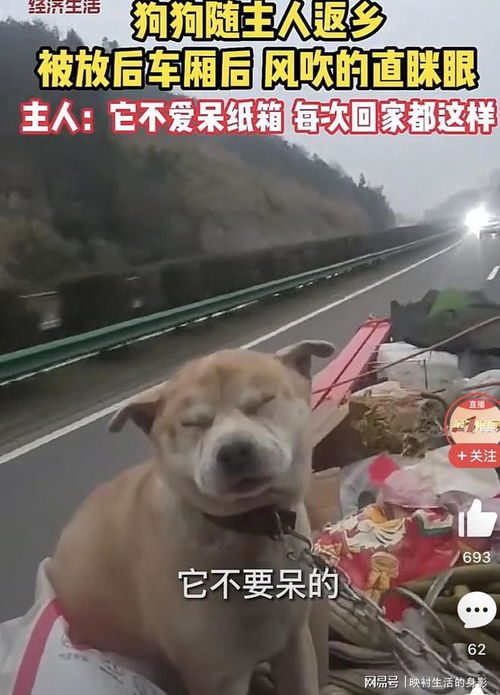 宠物狗怎么摆在车上面呢