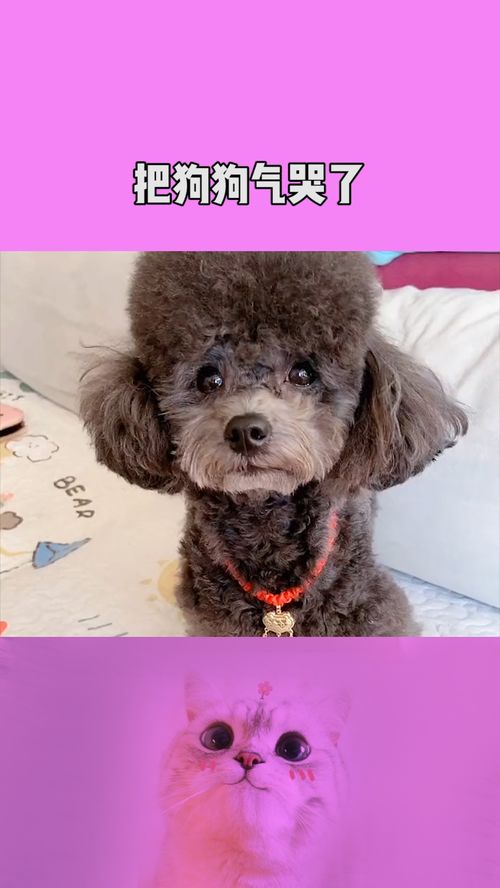 把宠物狗气哭会怎么样吗