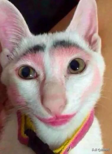 宠物猫脏怎么洗
