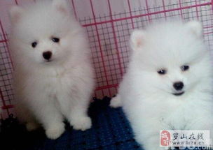 小博美犬多少钱一只