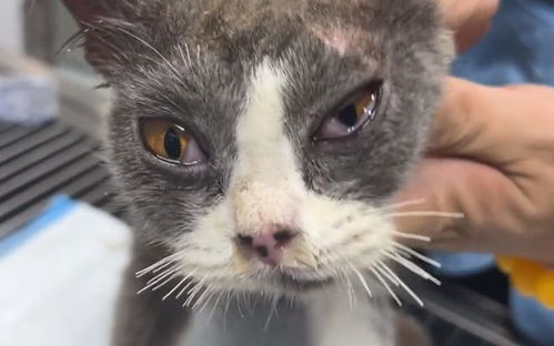 宠物猫怎么检查