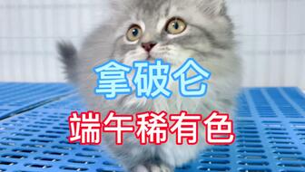 怎么看稀有宠物猫