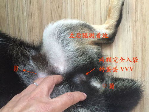 宠物狗睾丸有脓液怎么办