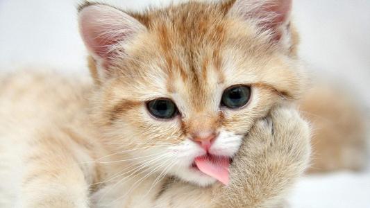 宠物厂怎么喂养宠物猫