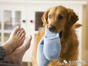 怎么训不听话的宠物狗