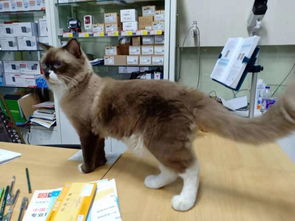 成年猫宠物猫怎么养