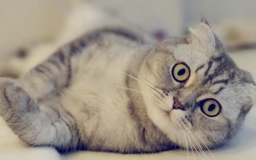 宠物猫怎么辨别