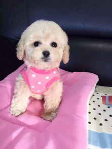 迷你的小宠物狗怎么养好