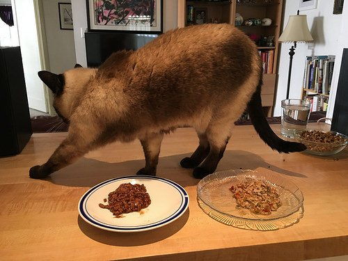 宠物猫罐头怎么买