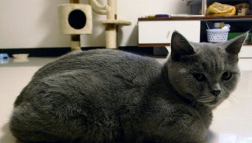 宠物猫怎么才能喂胖