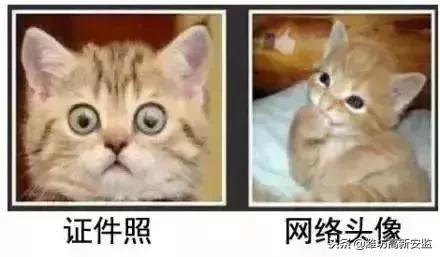 小宠物狗好丑怎么办啊