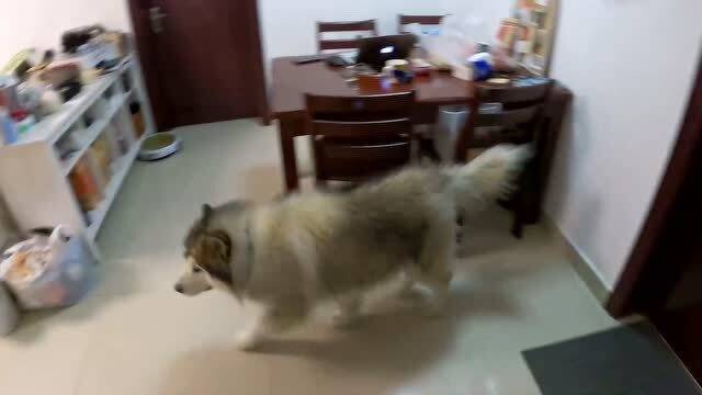 宠物狗偷烤鸡怎么办啊