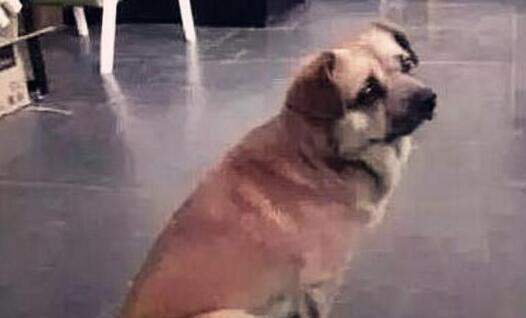 房主侵犯宠物狗怎么办呢