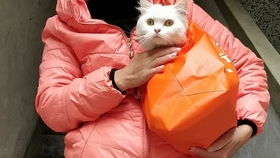 宠物猫怎么导尿管