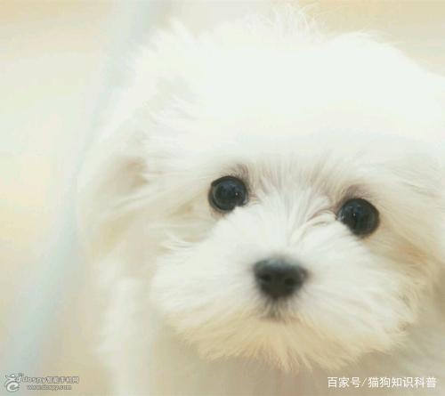 宠物狗有点凶怎么训服它
