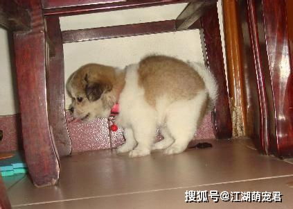 宠物狗定点小便怎么办啊