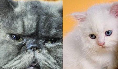 泼斯猫宠物猫怎么养