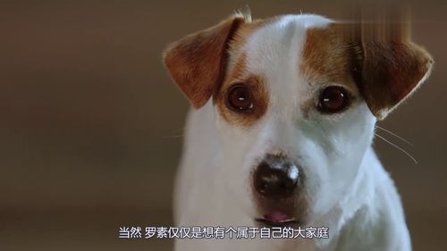 怎么得到一只小宠物狗呢