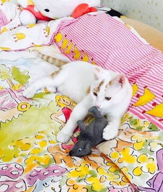 宠物猫怎么带出家门