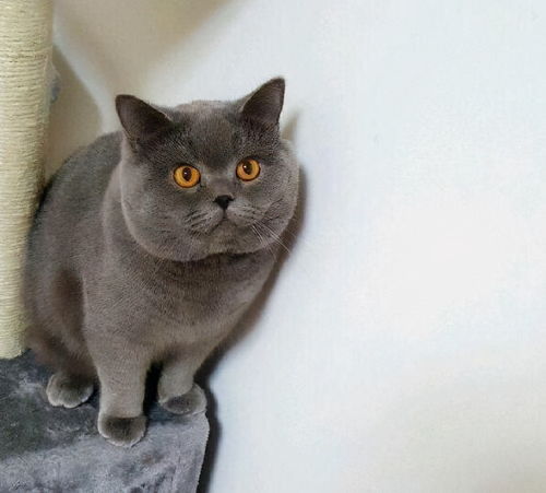 宠物猫怎么认家的