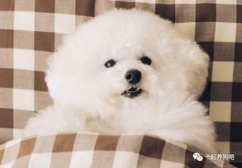 比熊幼犬一天吃多少