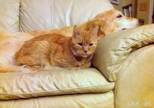 宠物猫死后怎么安慰