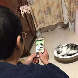 怎么样劝父母养宠物狗呢