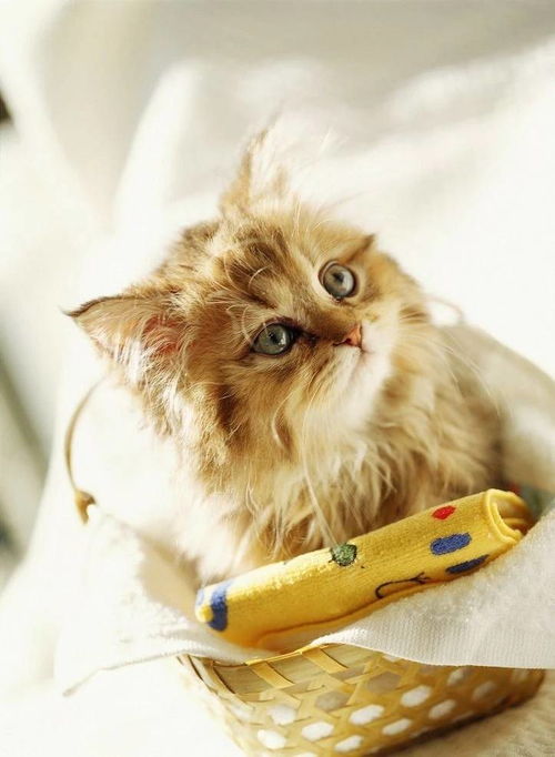 宠物猫尿里有血怎么回事