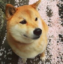 看到宠物狗怎么能抓到它