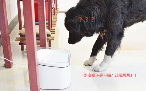 智能饮水器宠物狗怎么用