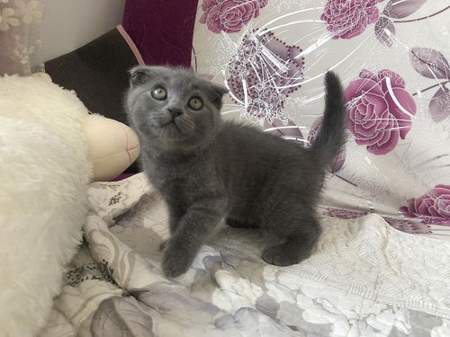 折耳蓝猫价格多少