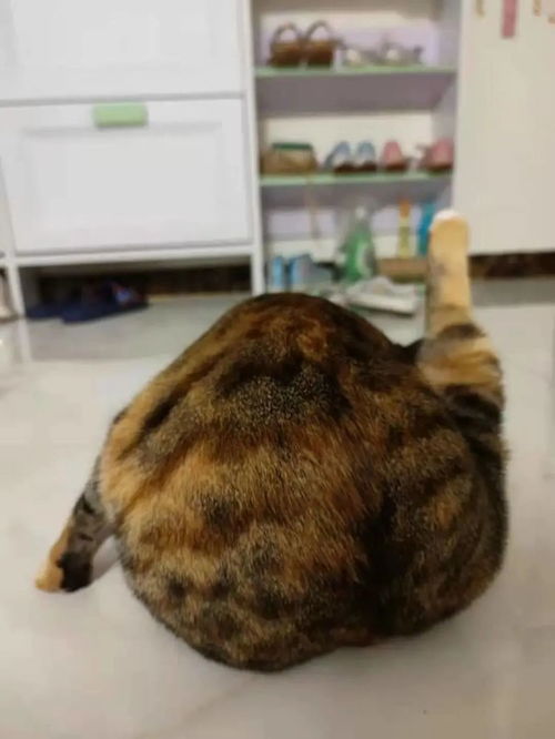 猫一次吃多少鸡肉