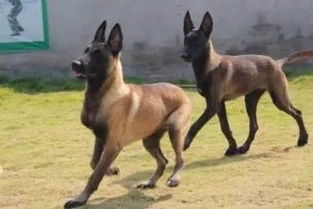 马犬卖多少钱一只