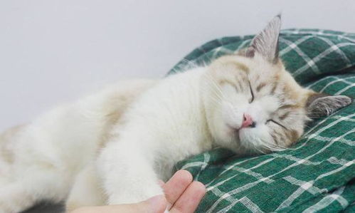 宠物猫的爪子怎么处理
