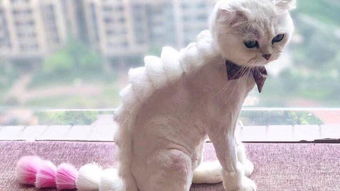 怎么剃宠物猫毛