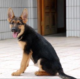 昆明犬幼犬多少钱一只