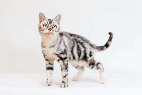 宠物猫流鼻涕了怎么办啊