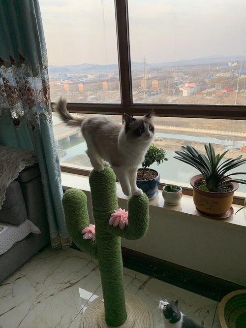 给宠物猫称重怎么称