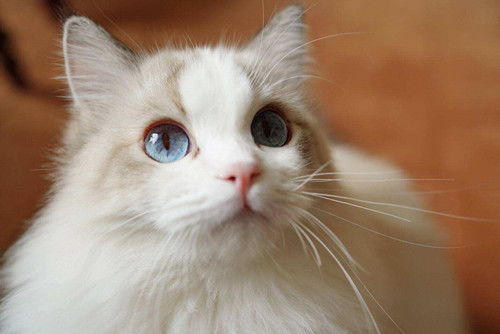 怀孕的宠物猫怎么驱虫