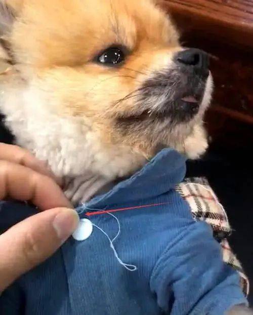 衣服上的宠物狗怎么洗的