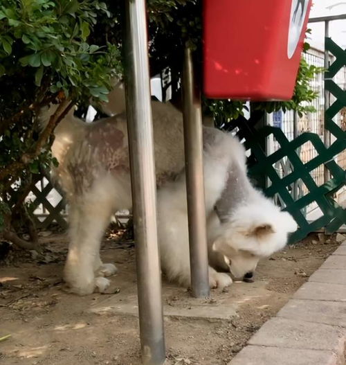 狗皮肤病打针多少钱
