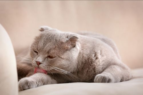 聊宠物猫怎么聊天